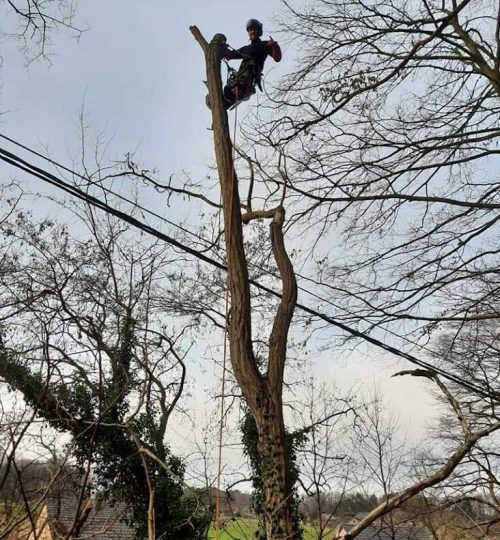 Démontage robinier pseudoacacia